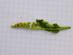 Image of common moonwort