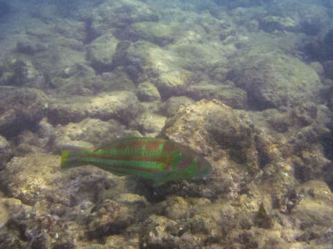 Image of Parrotfish