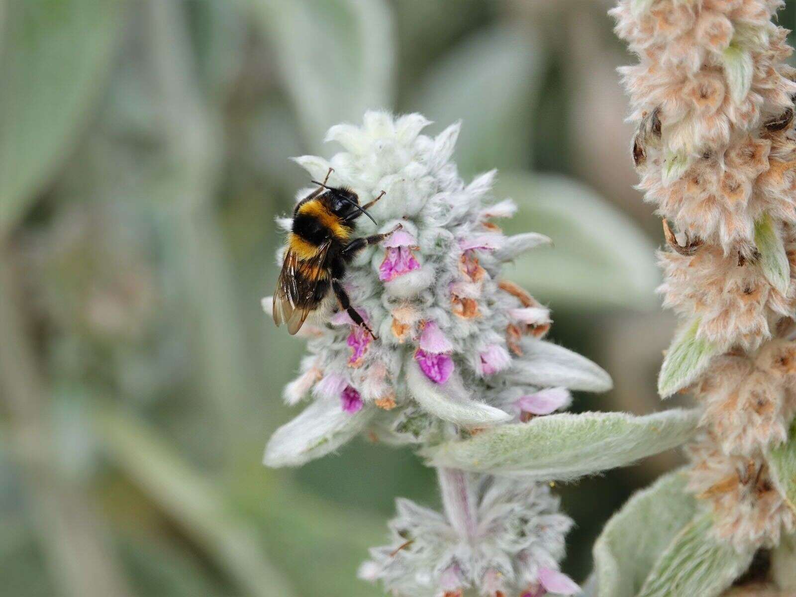 Image of Large garden bumblebee