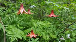 Lilium canadense L. resmi