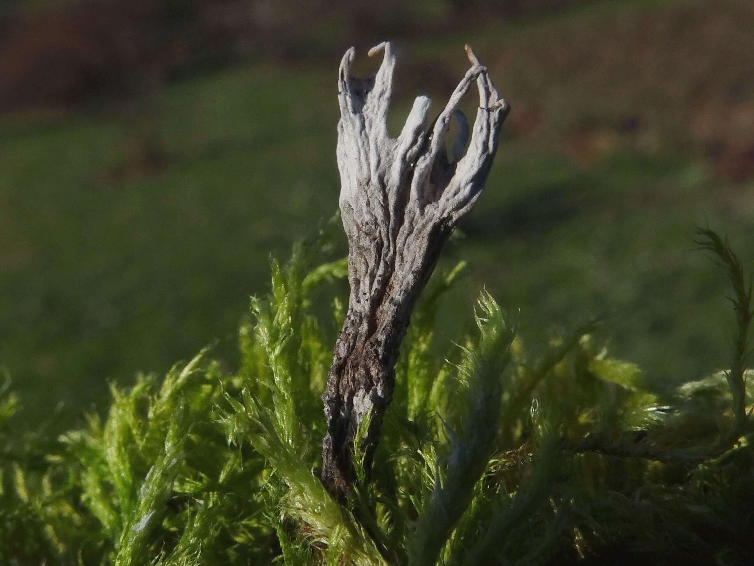 Image of Candle-snuff Fungus