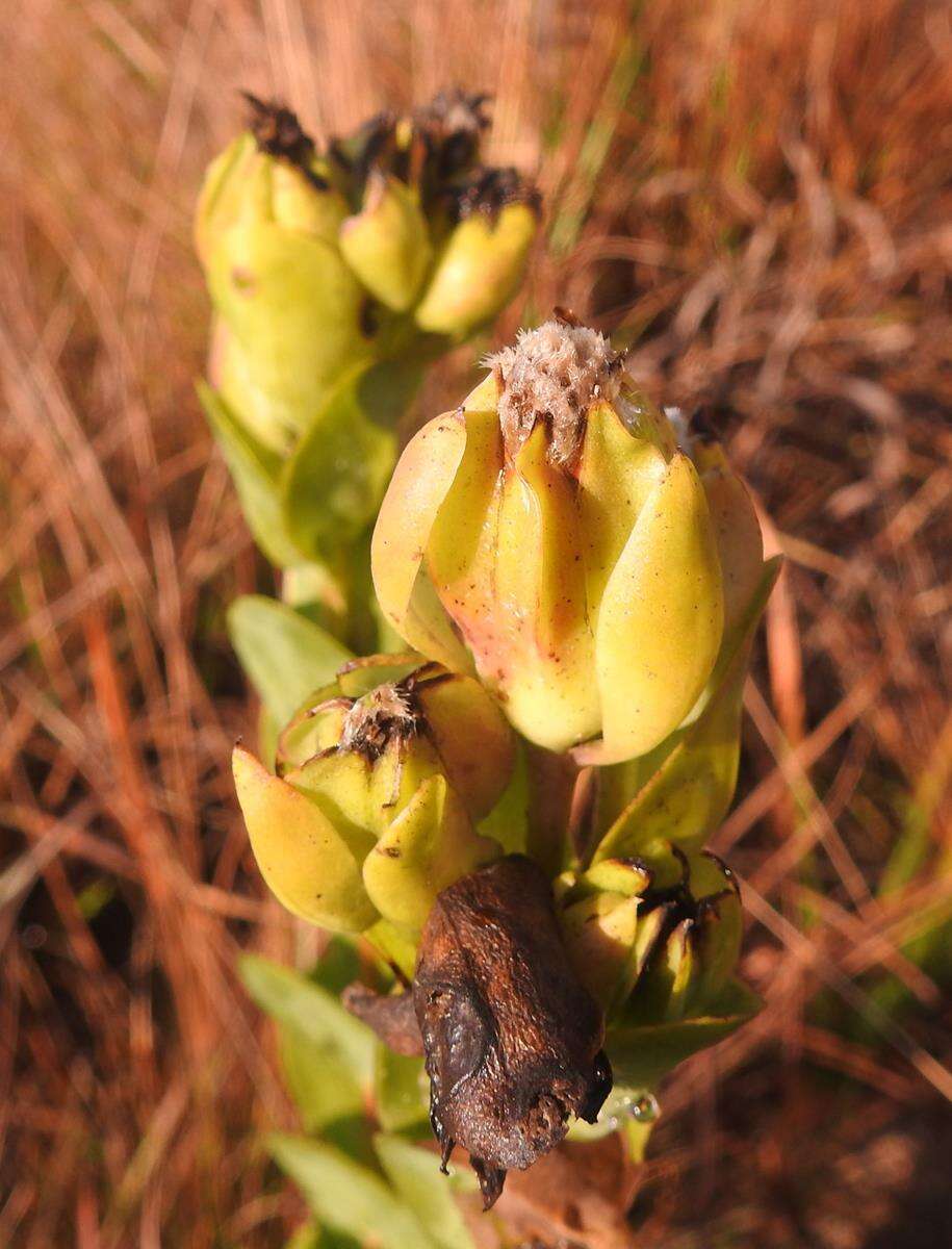 Image of Lopholaena disticha (N. E. Br.) S. Moore