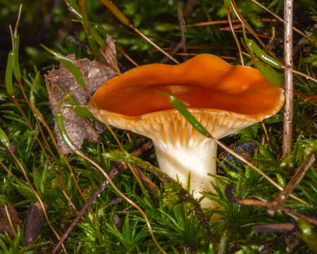 Image of Hygrophorus speciosus Peck 1878