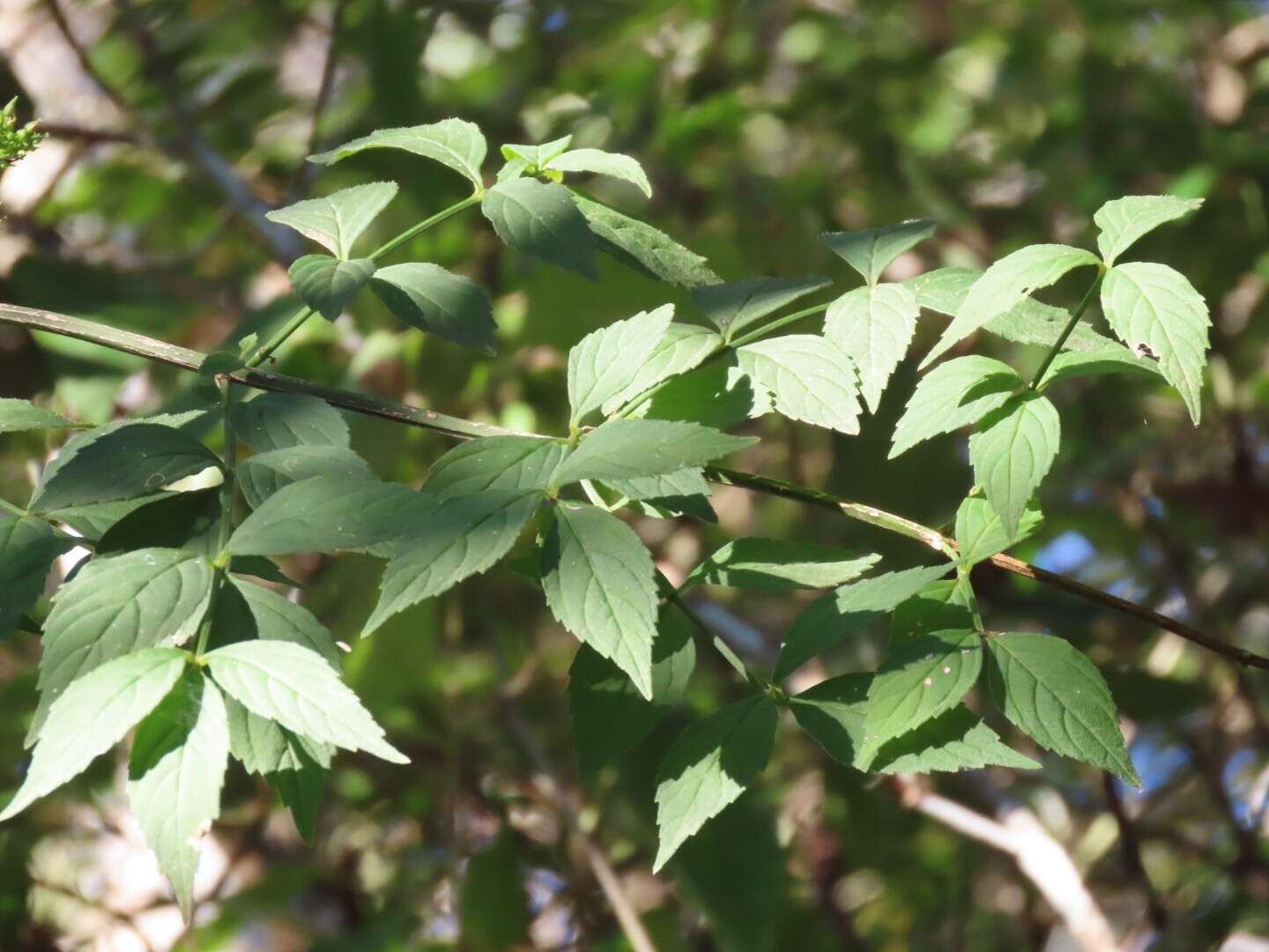 Image of Russelia verticillata Kunth