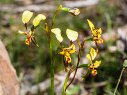 Image of Diuris leopardina