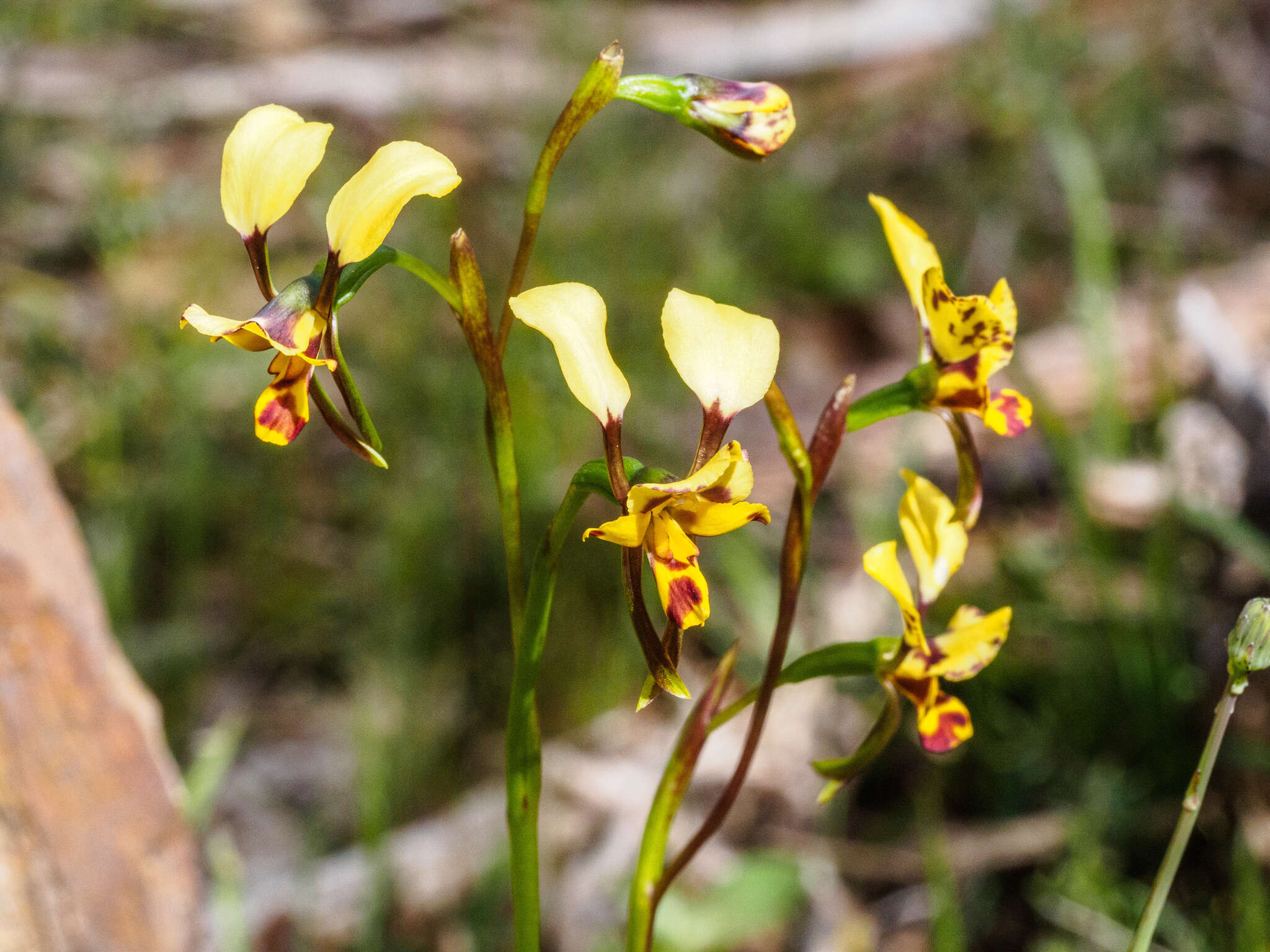 Image of Diuris leopardina