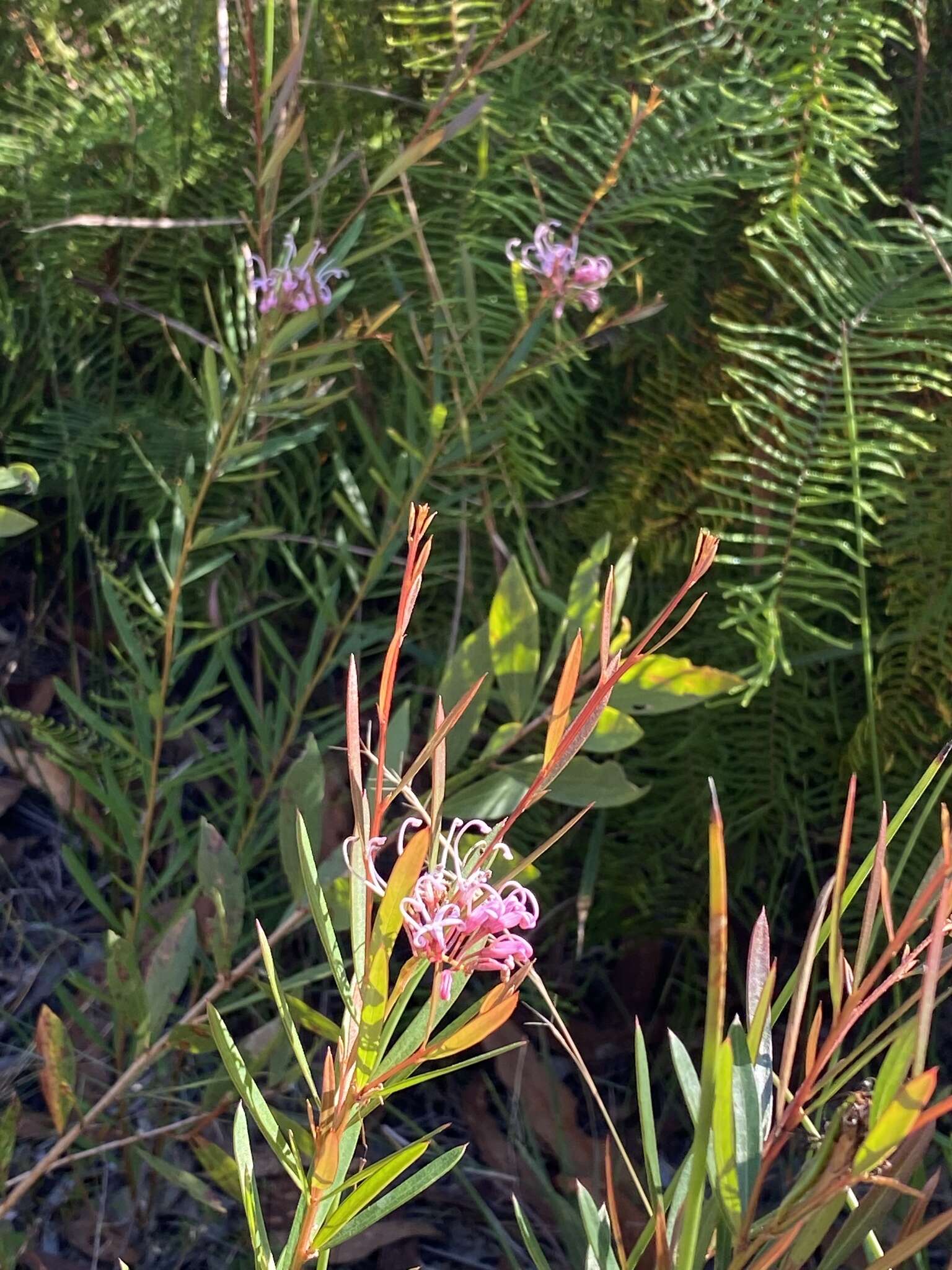 Image of Grevillea leiophylla F. Müll. ex Benth.