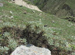 Image de Astragalus denudatus Stev.