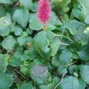 Image of Acalypha pendula C. Wright ex Griseb.