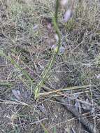 Image of Dianella longifolia R. Br.