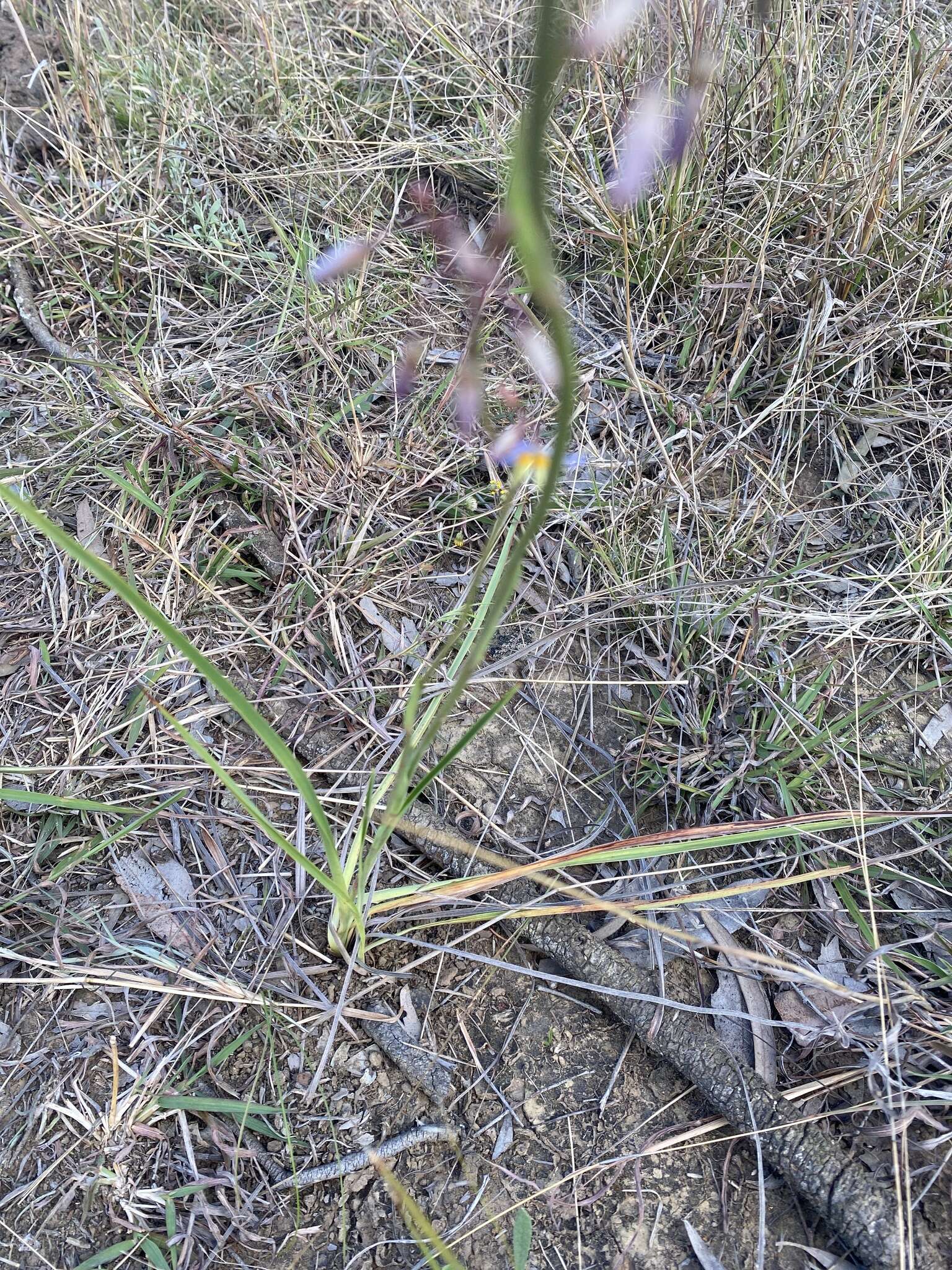 Image of Dianella longifolia R. Br.