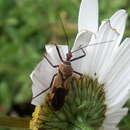 Image de Hediocoris tibialis (Stål 1855)