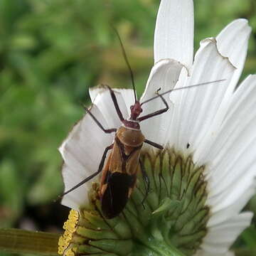 Image of Hediocoris tibialis (Stål 1855)