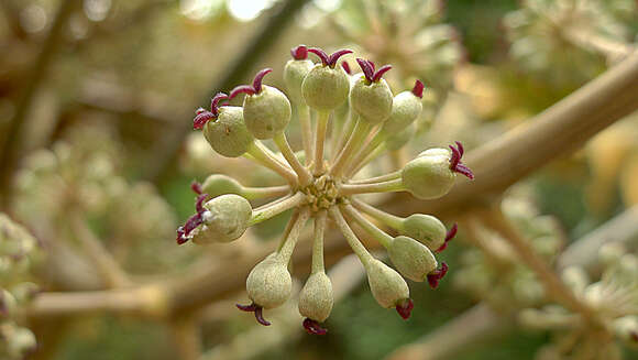 صورة Schefflera morototoni (Aubl.) Maguire, Steyerm. & Frodin