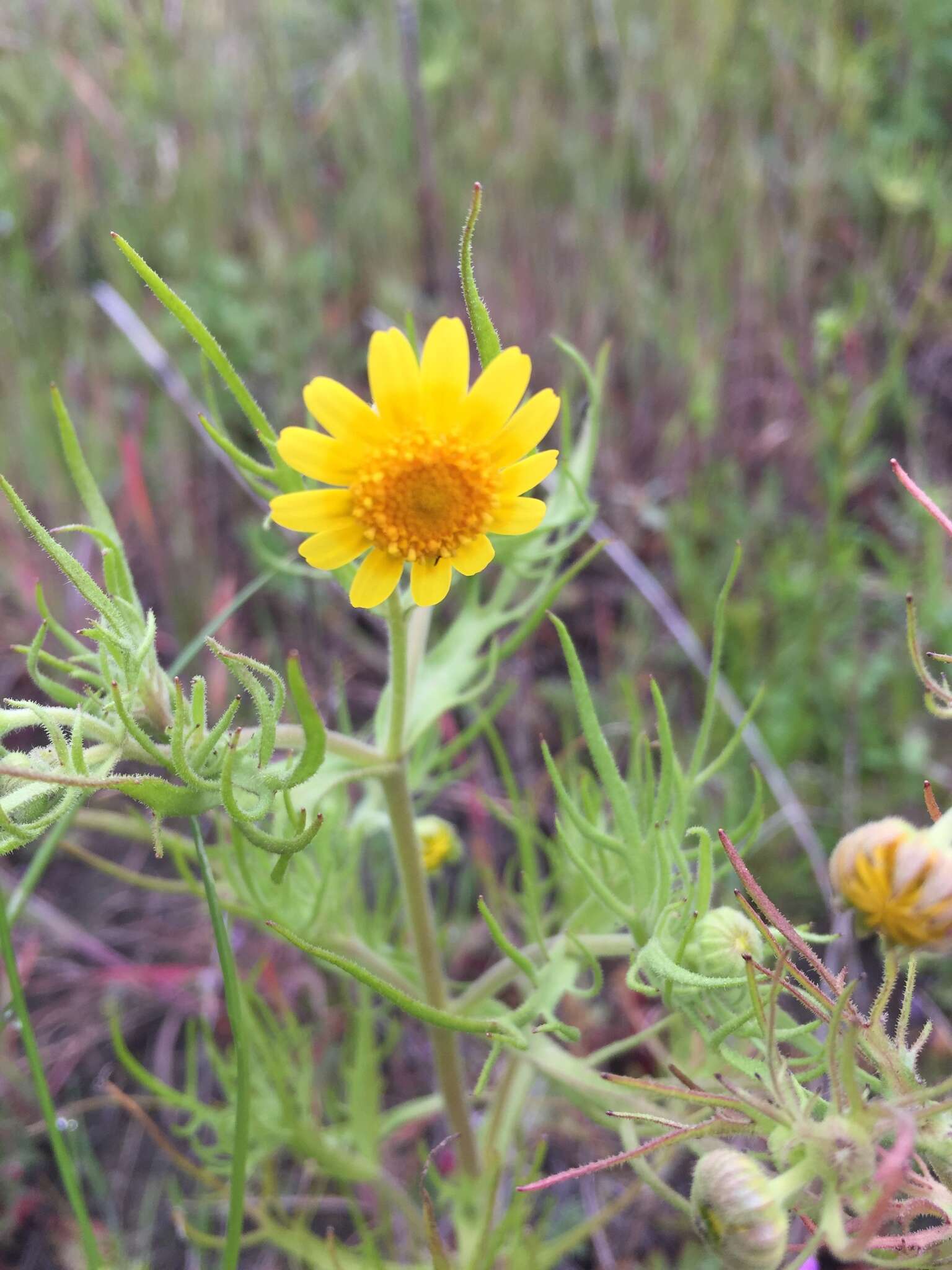 Lasthenia coronaria (Nutt.) Ornduff resmi