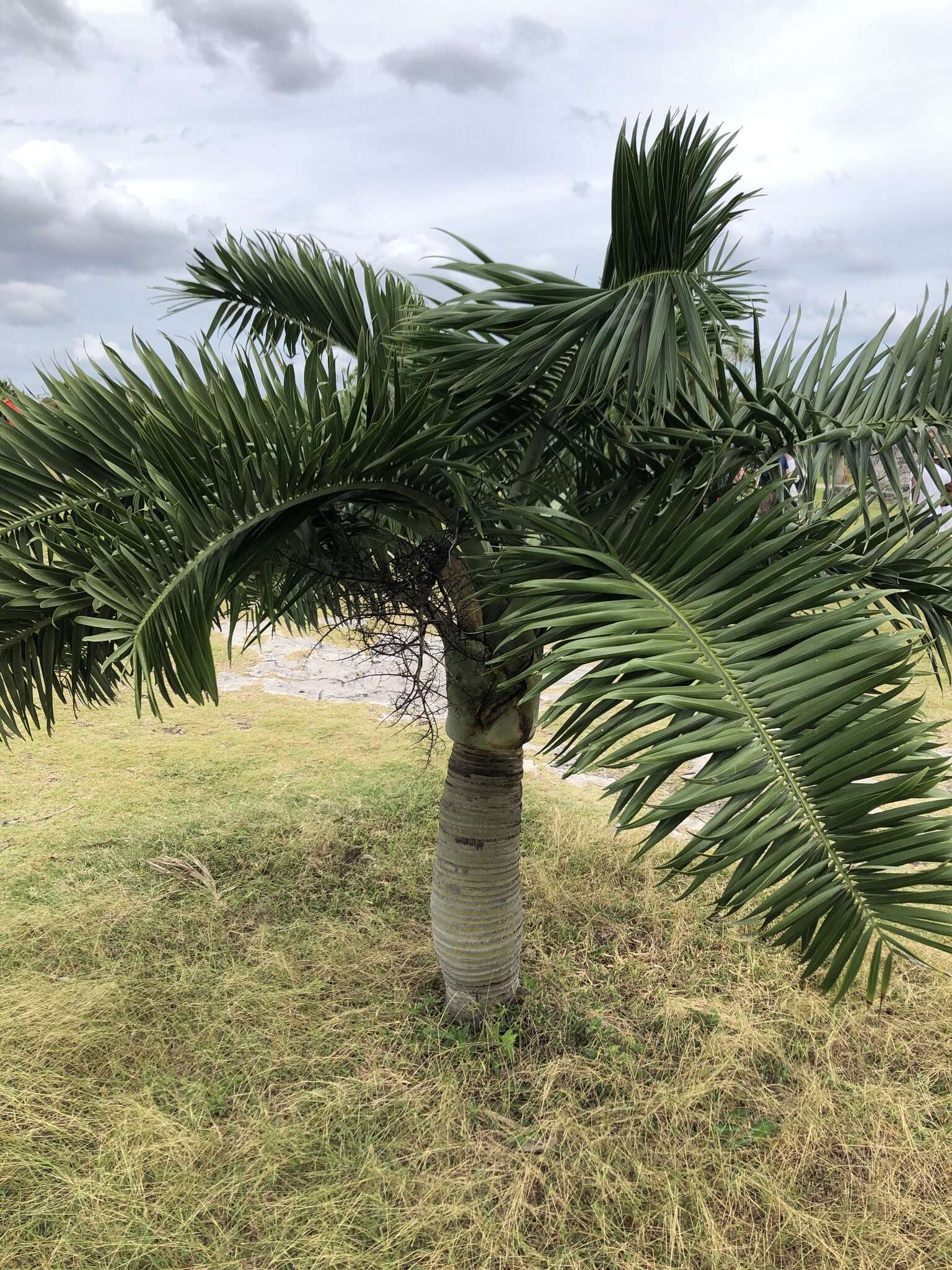 Image of Florida cherry palm