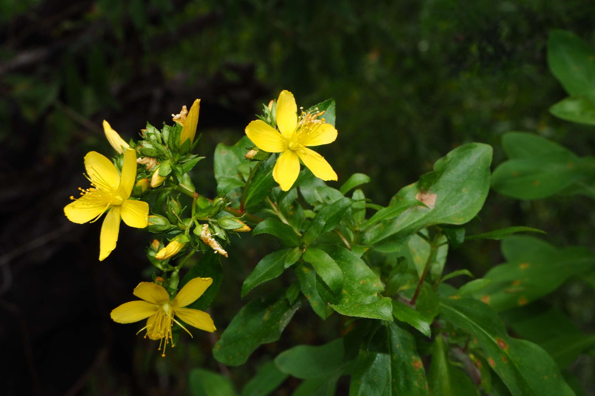 Image of Hypericum glandulosum Dryand. ex Ait.