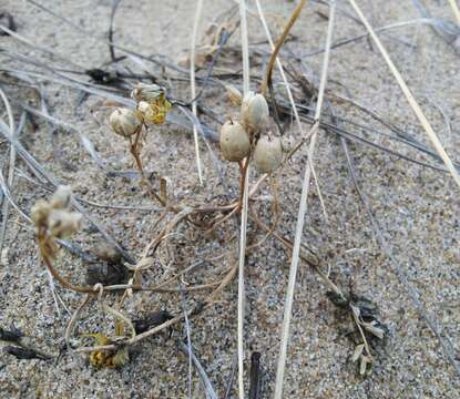 Image of Linaria buriatica Turcz.