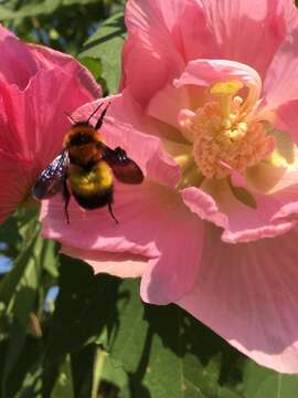 Image of Bombus breviceps Smith 1852