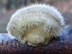 Image of Trametes hirsuta (Wulfen) Lloyd 1924