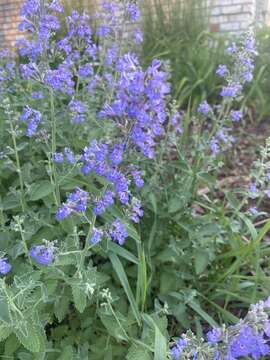 Image of Nepeta faassenii Bergmans ex Stearn