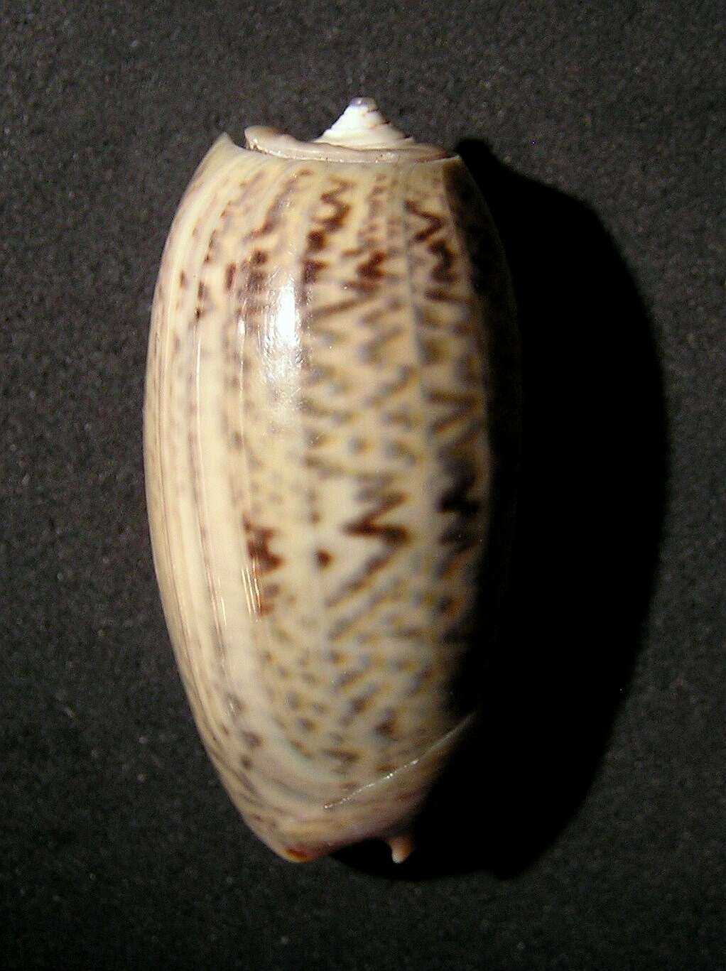 Слика од Oliva bulbiformis Duclos 1840