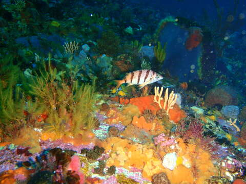 Image of Barred fingerfin