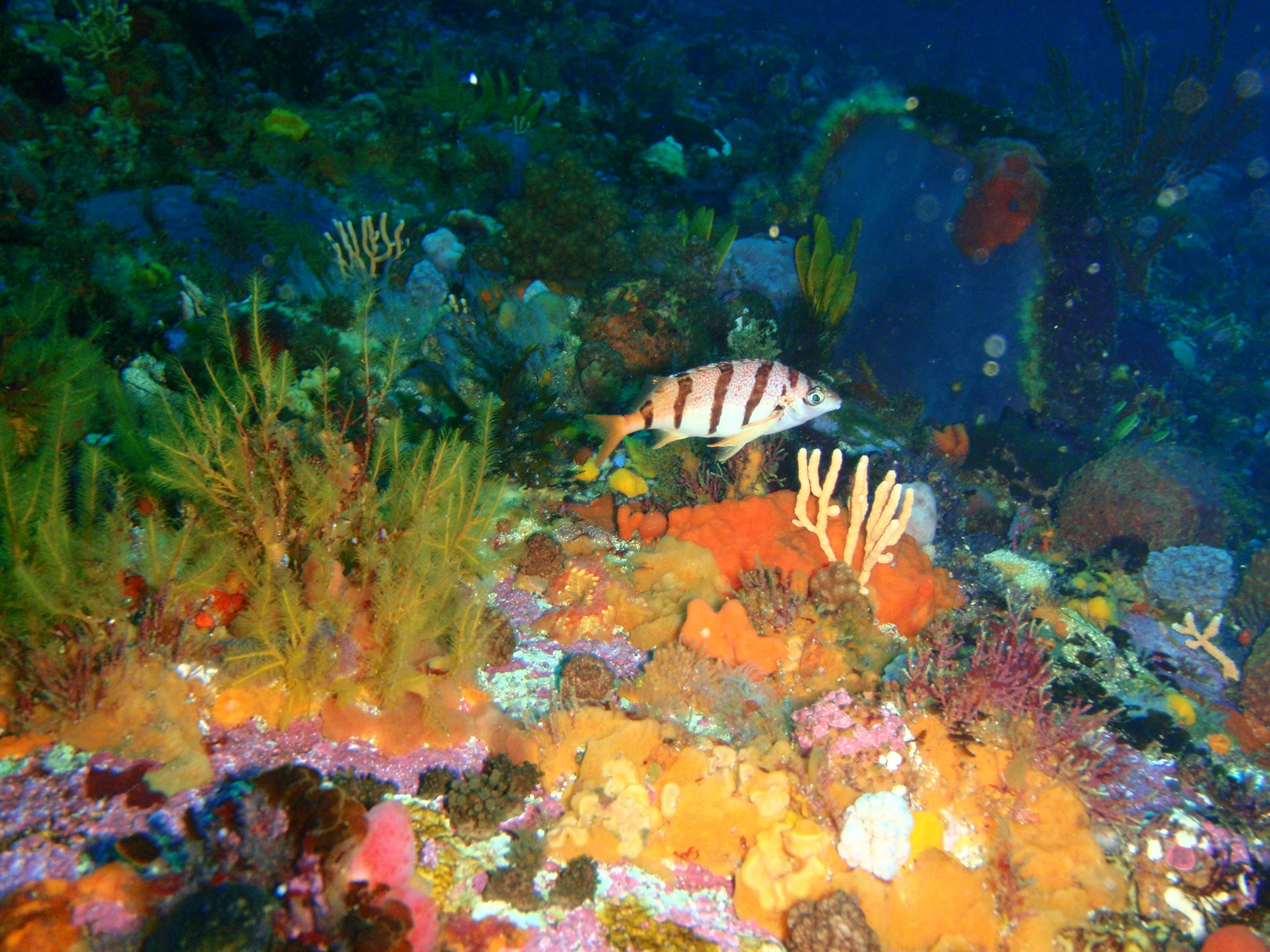 Image of Barred fingerfin