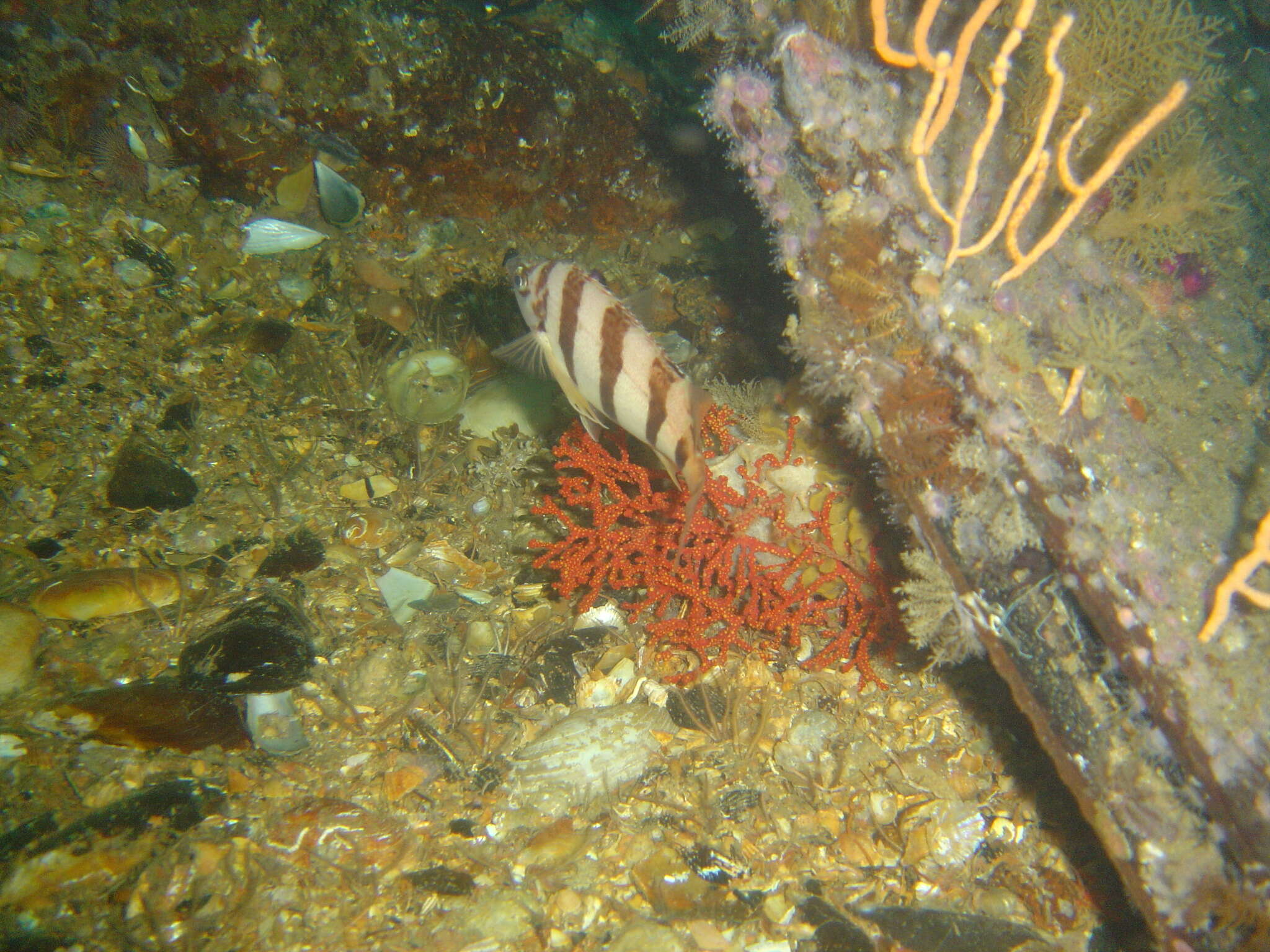 Image of Barred fingerfin