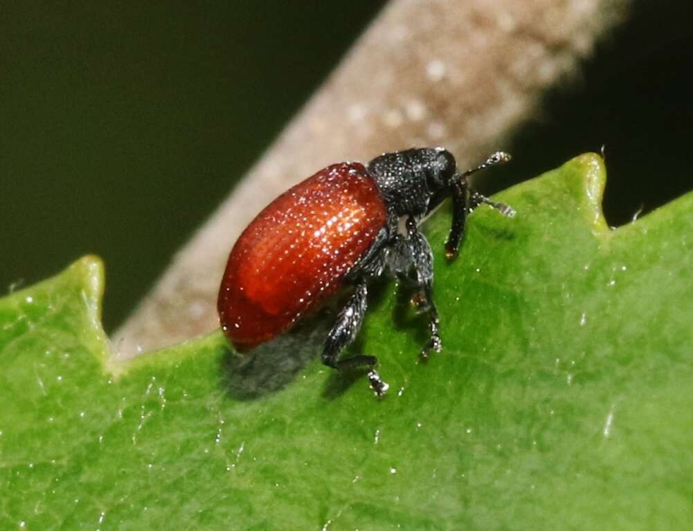 Image of Orchestes andersoni Alonso-Zarazaga 2004