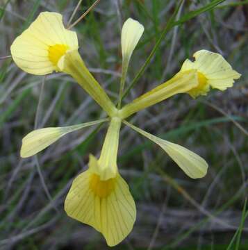 Image of Moraea thomasiae Goldblatt