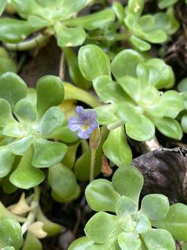 Image of broadleaf stonecrop