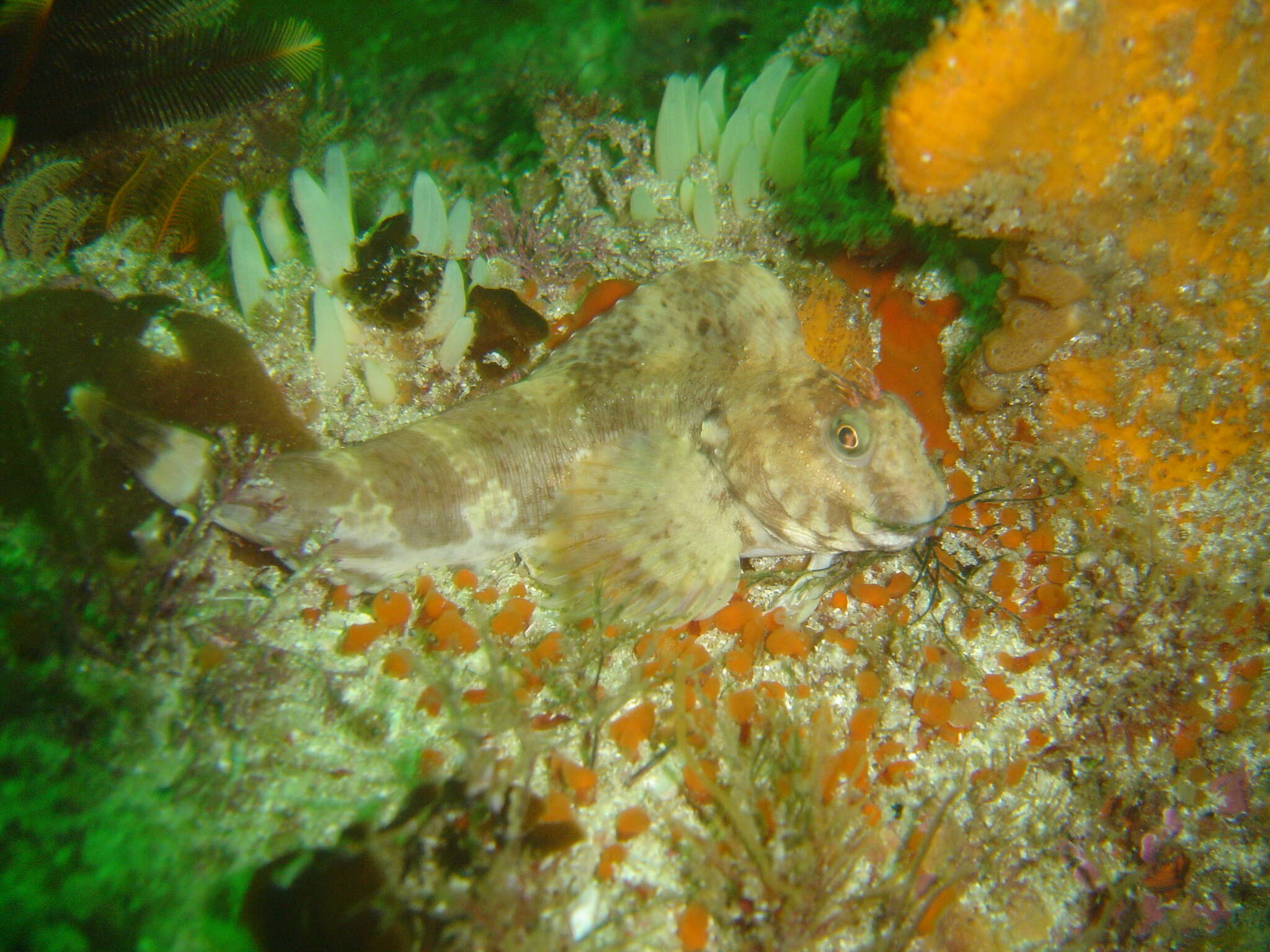 Image of Blenniiformes