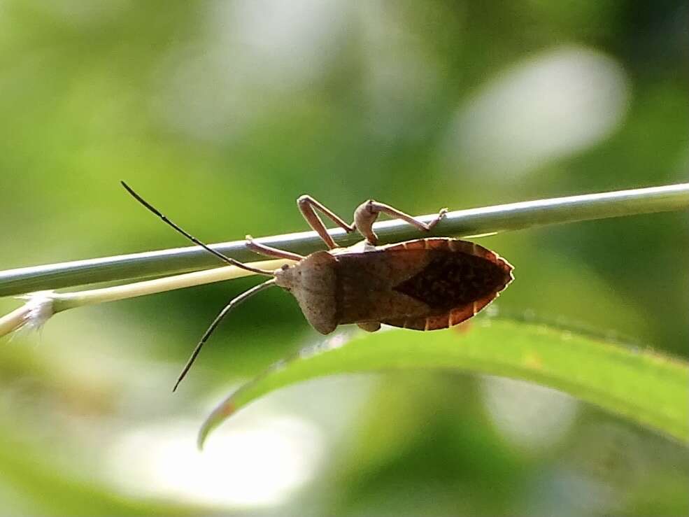 Слика од Mictis tenebrosa (Fabricius 1787)