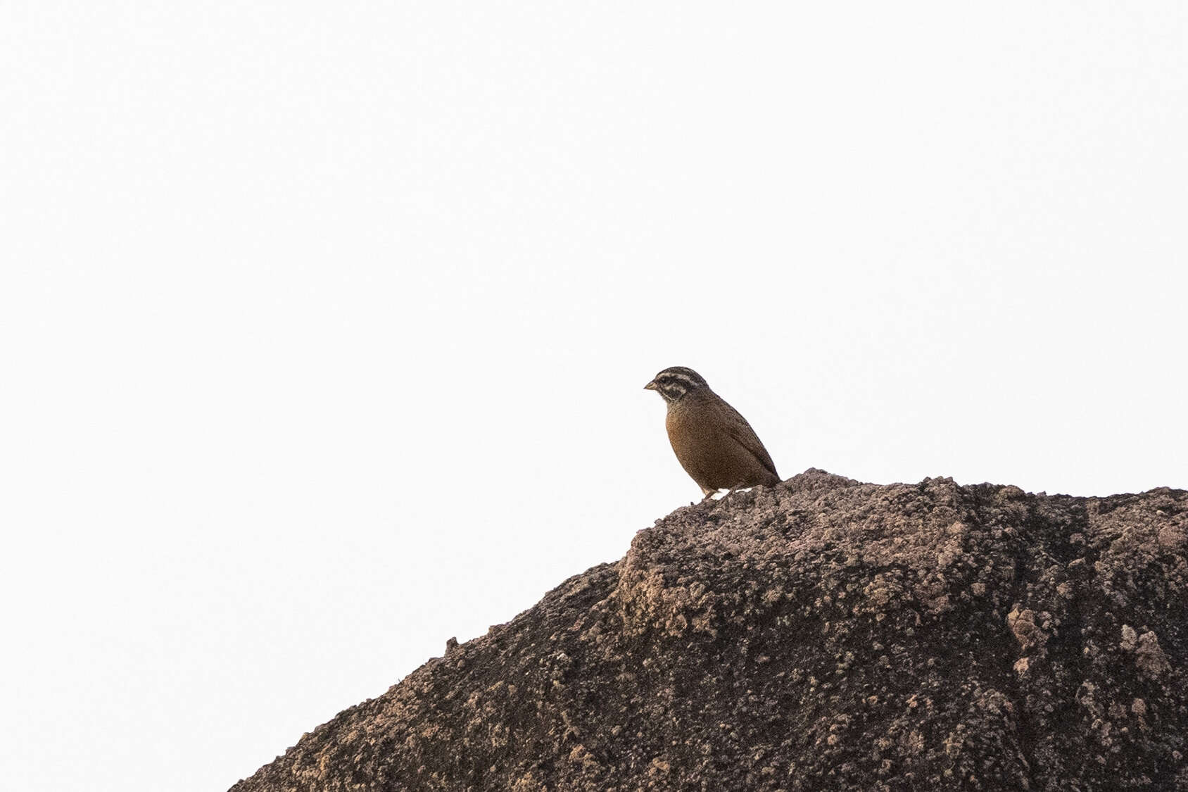 صورة Emberiza goslingi (Alexander 1906)