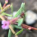 Image of Brewer's Monkey-Flower