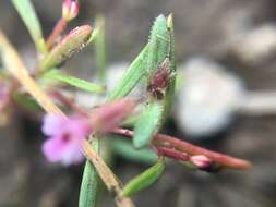 Image of Brewer's Monkey-Flower