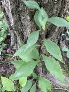 Image of Atlantic goldenrod