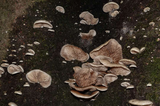 Image of <i>Crepidotus uber</i> (Berk. & M. A. Curtis) Sacc.