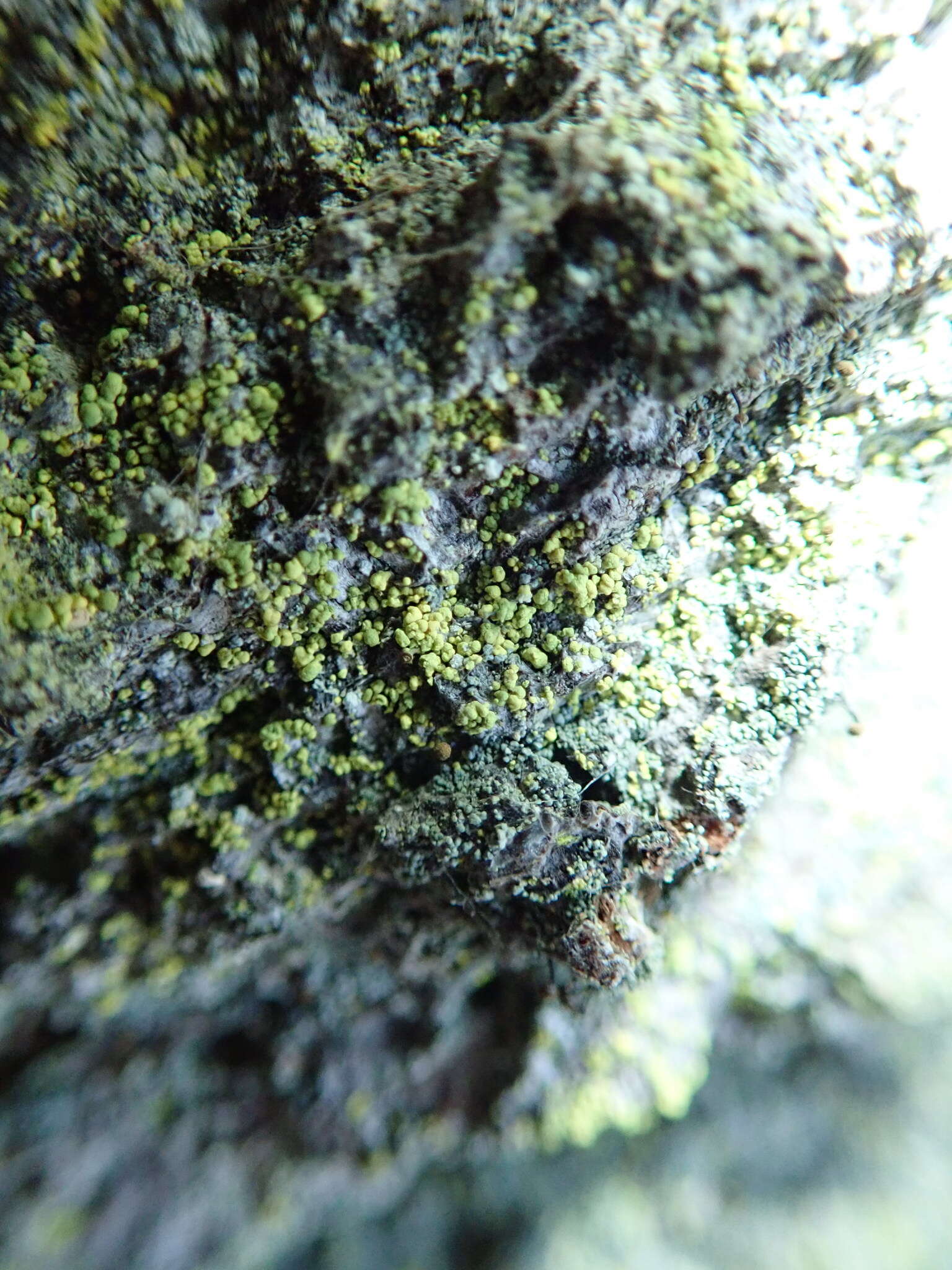 Image of needle lichen