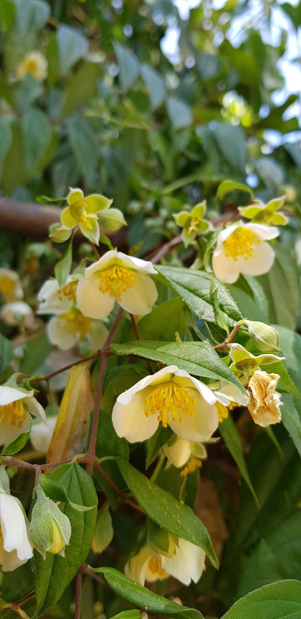 Image of Philadelphus mexicanus Schltdl.