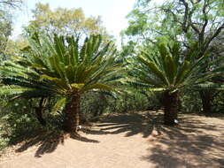 Image of Modjadji Cycad