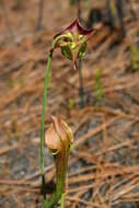 Image of Alabama Cranebrake Pitcherplant