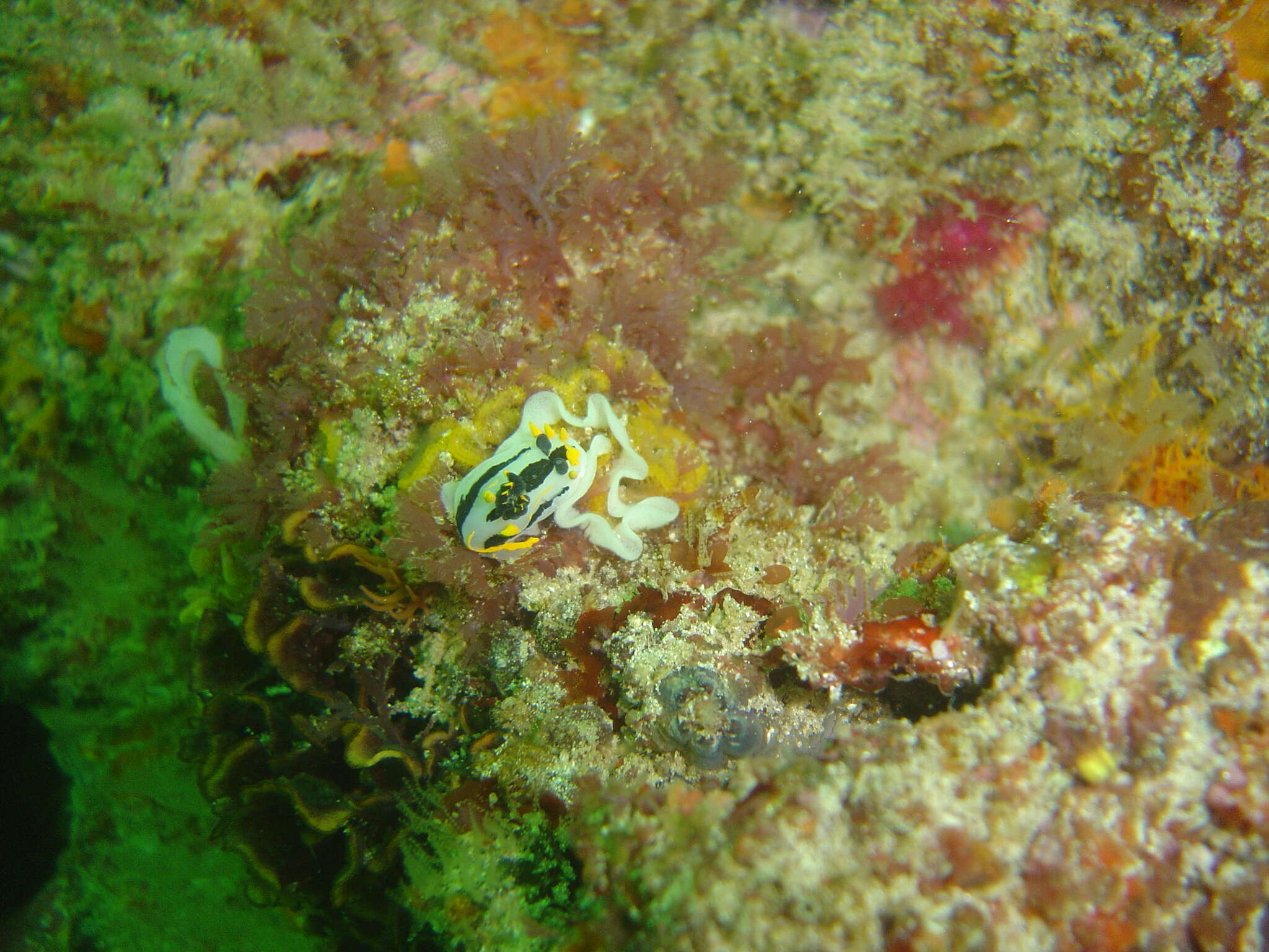 Image of Crowned nudibranch