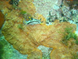 Image of Crowned nudibranch