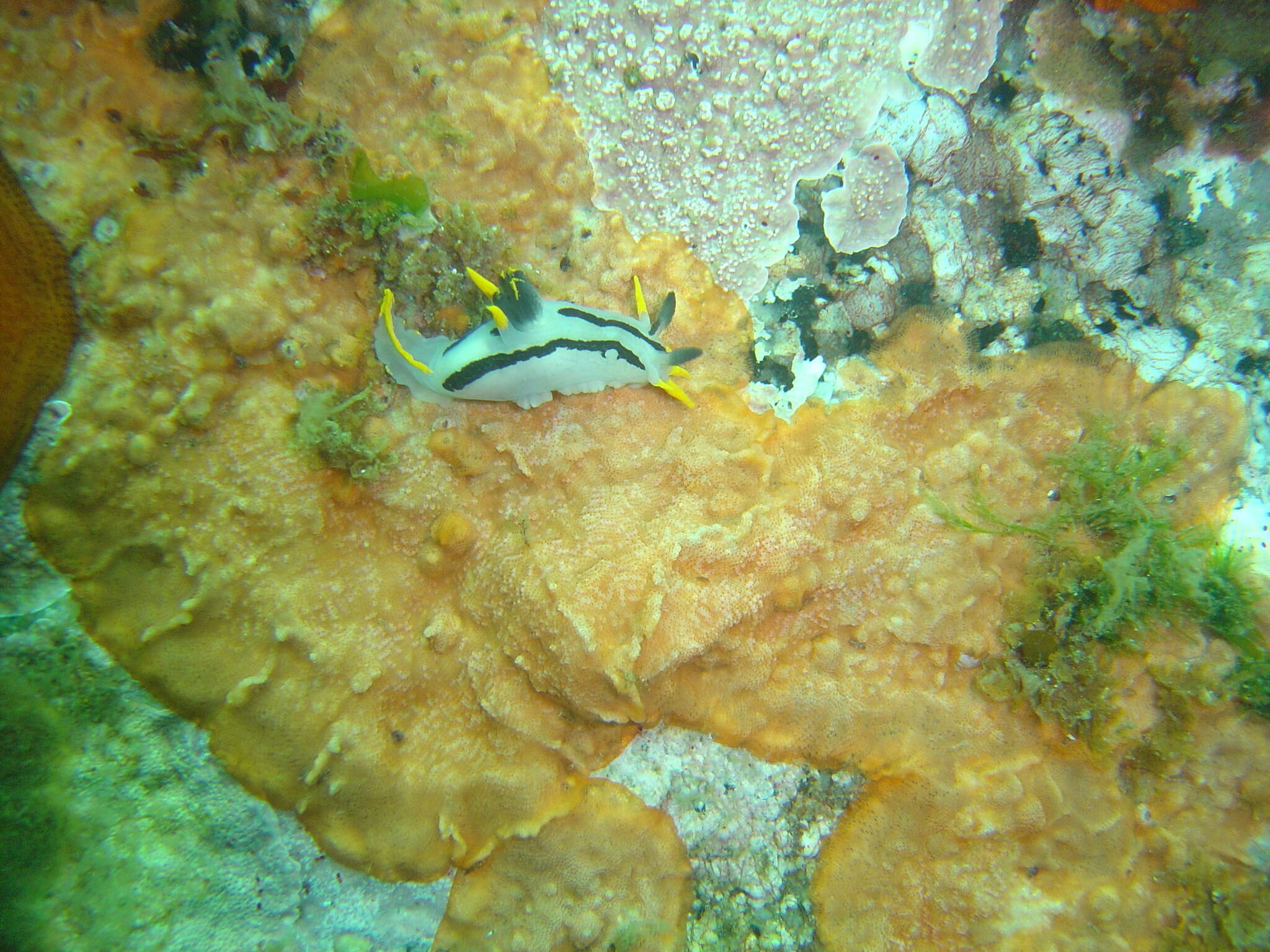 Image of Crowned nudibranch