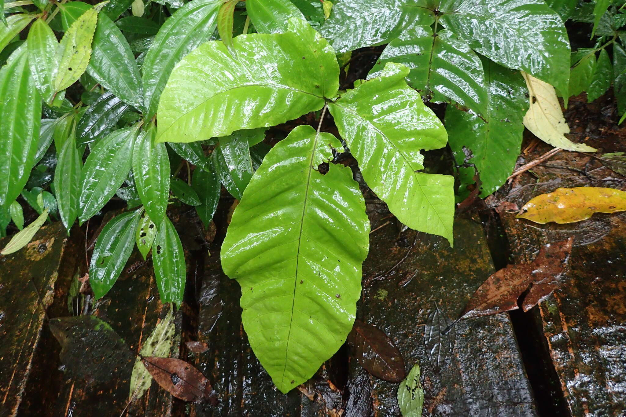 Image of Tectaria polymorpha (Wall. ex Hook.) Copel.