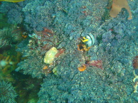 Image of Crowned nudibranch