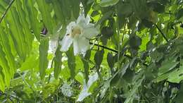 Image of Thunbergia grandiflora f. alba Leonard