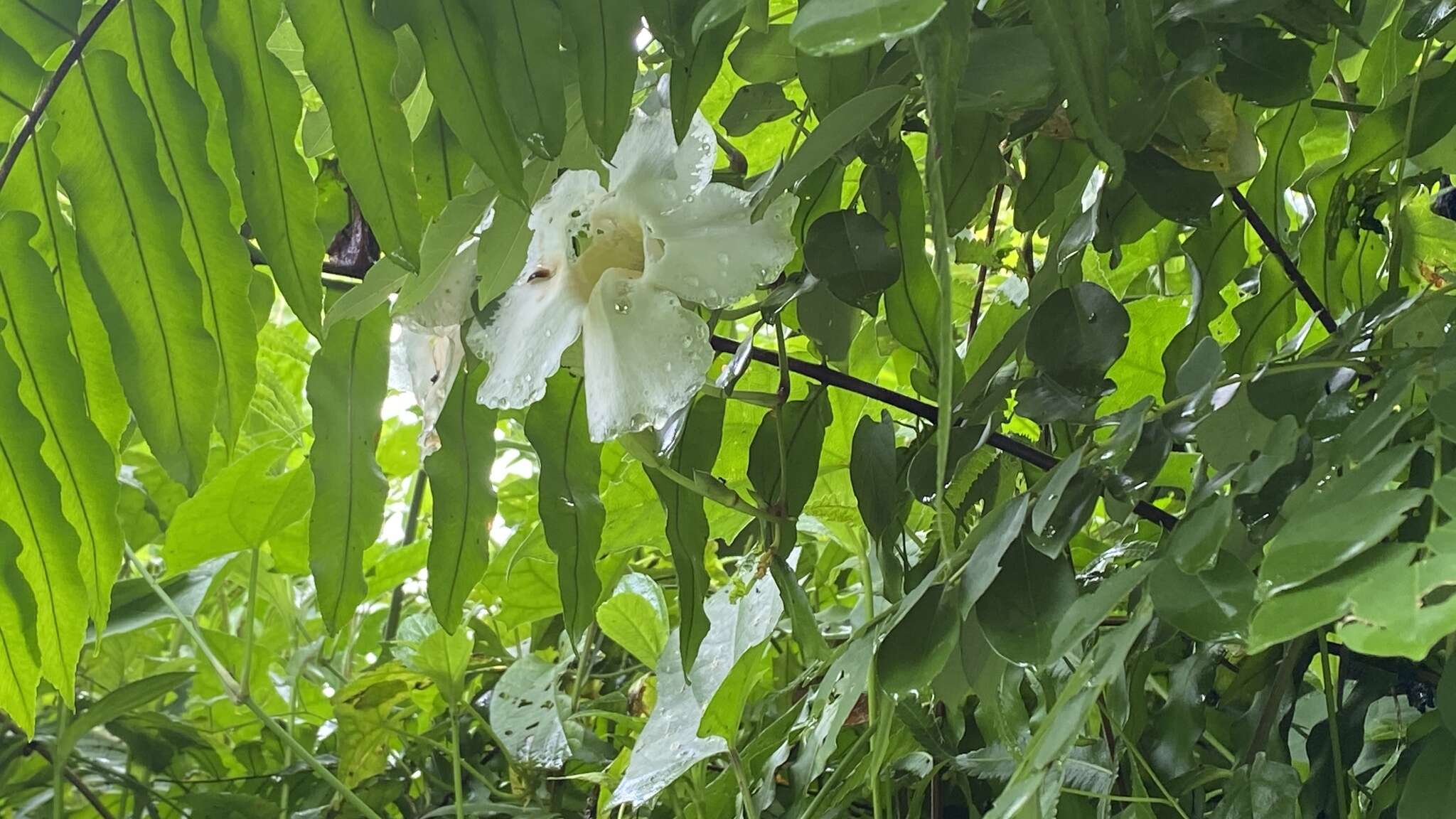 Image of Thunbergia grandiflora f. alba Leonard